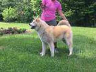 Akita Puppy for sale in Wilmington, OH, USA
