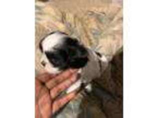 Mutt Puppy for sale in Capitol Heights, MD, USA