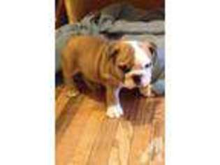 Bulldog Puppy for sale in LATHAM, OH, USA