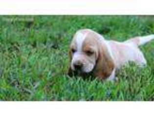 Basset Hound Puppy for sale in Summerville, GA, USA