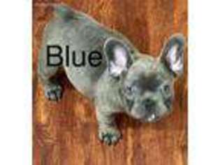 French Bulldog Puppy for sale in San Marcos, CA, USA