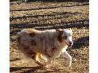 Australian Shepherd Puppy for sale in Boyd, TX, USA