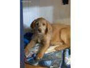 Labradoodle Puppy for sale in Bolivar, MO, USA