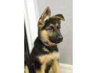 German Shepherd Dog Puppy for sale in Ocala, FL, USA