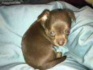 Chihuahua Puppy for sale in Oklahoma City, OK, USA