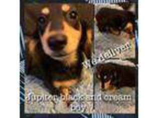 Dachshund Puppy for sale in Fort Dodge, IA, USA
