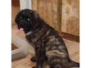 Mastiff Puppy for sale in Tonopah, AZ, USA