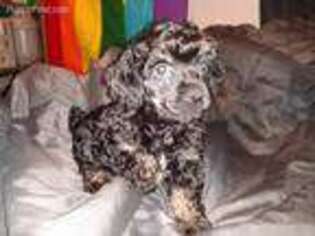 Mutt Puppy for sale in Salem, AR, USA