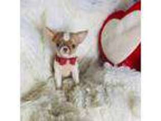 Chihuahua Puppy for sale in Purvis, MS, USA