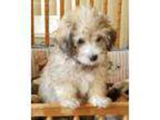 Bichon Frise Puppy for sale in Mocksville, NC, USA
