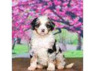 Mutt Puppy for sale in Burlington, MI, USA