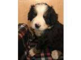 Bernese Mountain Dog Puppy for sale in New Prague, MN, USA