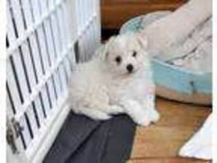 Maltipom Puppy for sale in Two Rivers, WI, USA