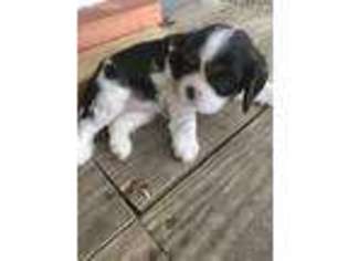 Cavalier King Charles Spaniel Puppy for sale in Buna, TX, USA