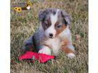 Miniature Australian Shepherd Puppy for sale in Abilene, KS, USA