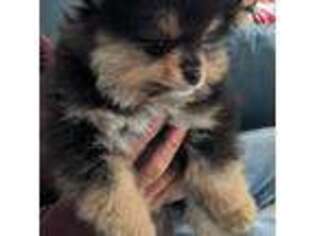 Pomeranian Puppy for sale in Oakville, WA, USA