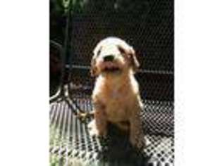 Goldendoodle Puppy for sale in NEWPORT, KY, USA