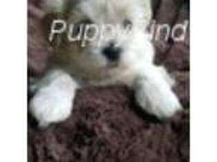 Maltese Puppy for sale in Syracuse, IN, USA
