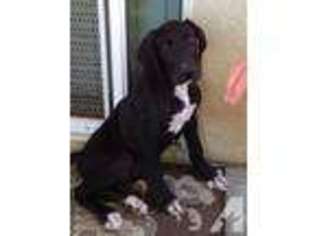 Great Dane Puppy for sale in LAKE ELSINORE, CA, USA