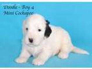 Cock-A-Poo Puppy for sale in Evington, VA, USA