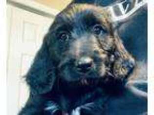 Labradoodle Puppy for sale in Benton City, WA, USA