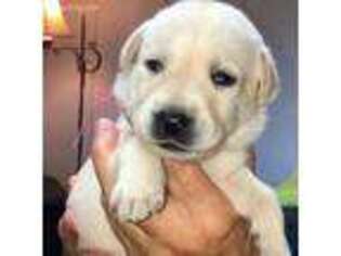 Labrador Retriever Puppy for sale in New Meadows, ID, USA