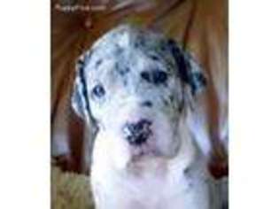 Great Dane Puppy for sale in Norwich, CT, USA