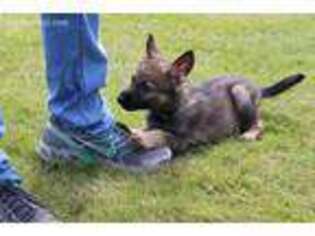 German Shepherd Dog Puppy for sale in Richland, NY, USA