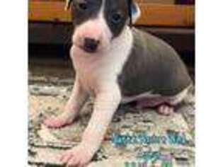 Italian Greyhound Puppy for sale in Bedford, TX, USA