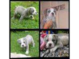 Olde English Bulldogge Puppy for sale in Winchester, VA, USA