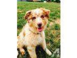 Australian Shepherd Puppy for sale in STATE ROAD, NC, USA