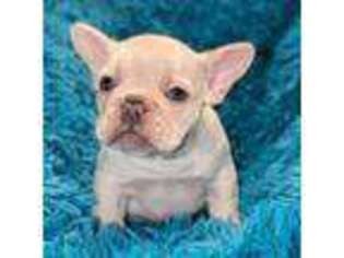 French Bulldog Puppy for sale in Lagrange, GA, USA