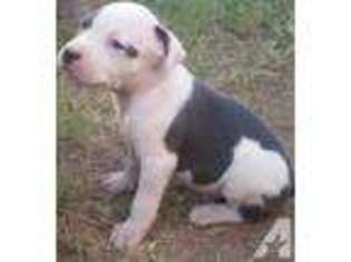 Mutt Puppy for sale in KERMIT, TX, USA