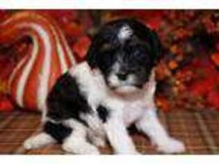 Cavapoo Puppy for sale in Hutchinson, KS, USA