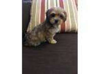 Yorkshire Terrier Puppy for sale in Taft, TN, USA