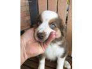 Miniature Australian Shepherd Puppy for sale in Waynesville, OH, USA