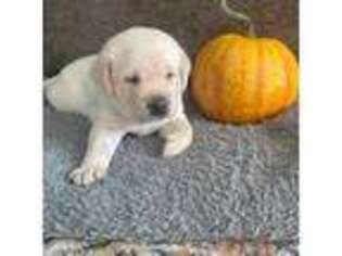 Labrador Retriever Puppy for sale in Lillington, NC, USA