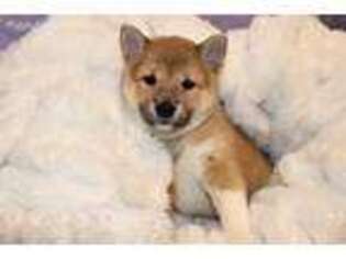 Shiba Inu Puppy for sale in Oak Harbor, WA, USA