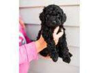 Goldendoodle Puppy for sale in Weston, FL, USA