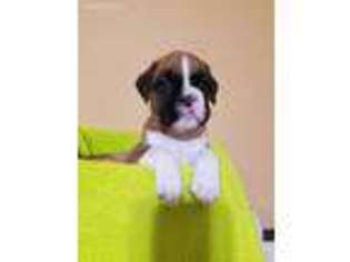 Boxer Puppy for sale in Covington, LA, USA