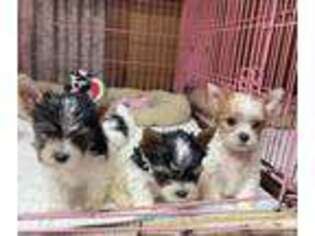 Yorkshire Terrier Puppy for sale in Livingston, TX, USA