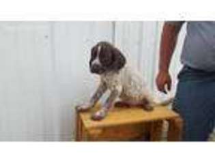German Shorthaired Pointer Puppy for sale in Bernville, PA, USA
