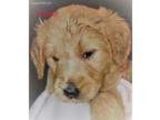 Goldendoodle Puppy for sale in Thomasville, GA, USA