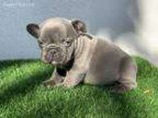 French Bulldog Puppy for sale in Winnetka, CA, USA