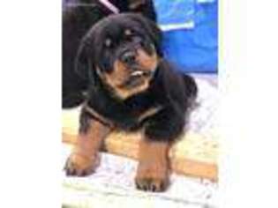 Rottweiler Puppy for sale in Lockhart, TX, USA
