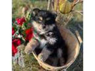 Siberian Husky Puppy for sale in Raymondville, MO, USA