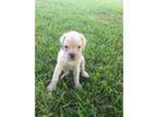 Boxer Puppy for sale in New Smyrna Beach, FL, USA