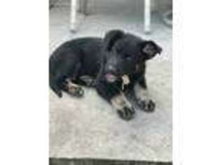 German Shepherd Dog Puppy for sale in Pensacola, FL, USA