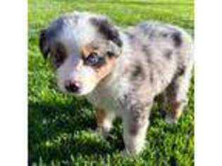 Australian Shepherd Puppy for sale in Vicksburg, MI, USA