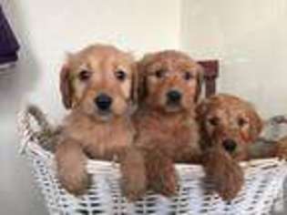 Goldendoodle Puppy for sale in NAPOLEON, OH, USA